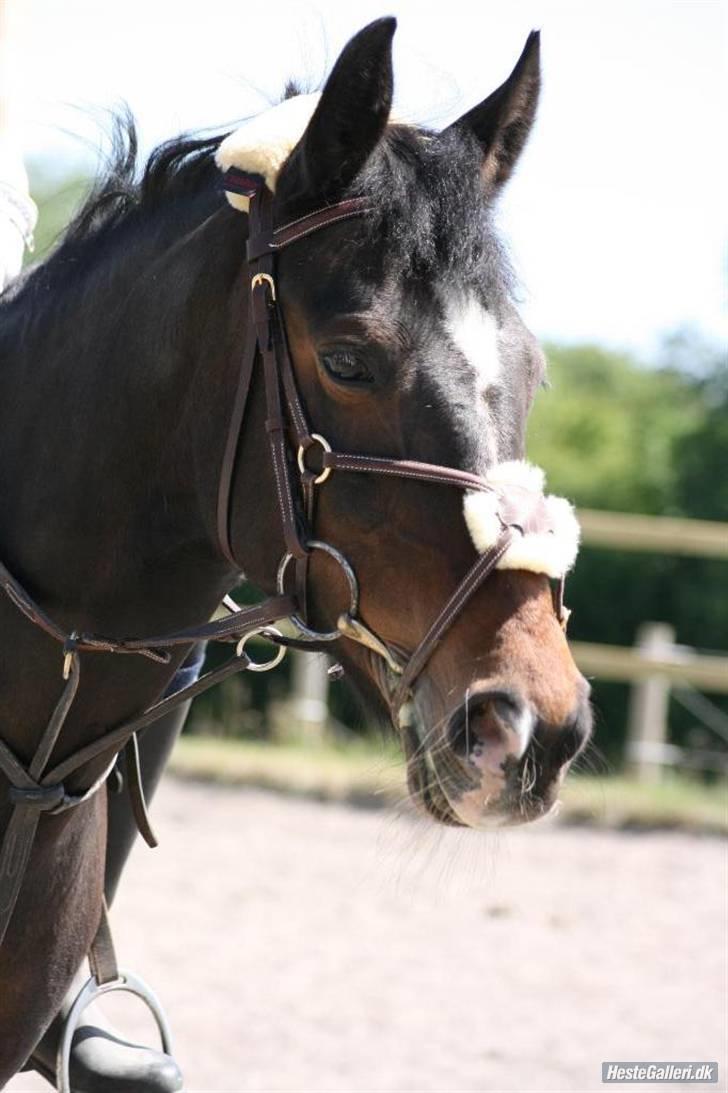 Anden særlig race Le fleur   - Fleurlie smukke smukke pony billede 13