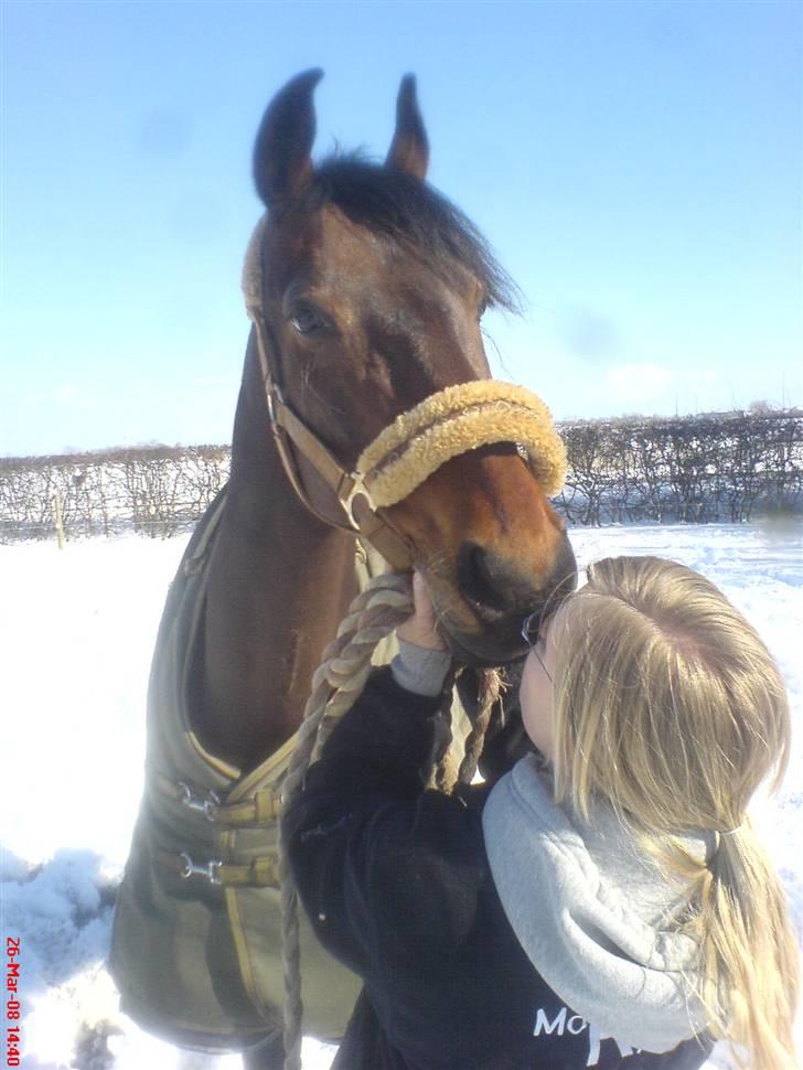 Oldenborg VESTERGÅRDS FILIPPA (†08) - Foto: Malene - Filippa I sneen d. 26/3-08 billede 12