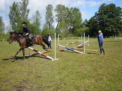 Anden særlig race Le fleur   - gymnastik springning på langeland billede 17