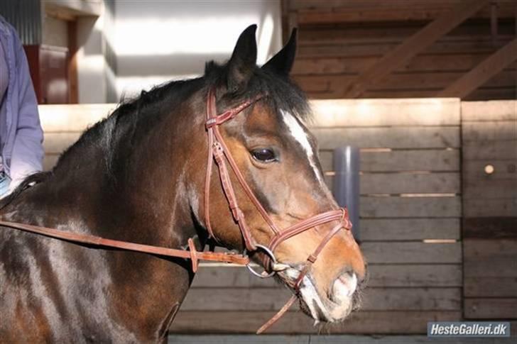 Anden særlig race Le fleur   - så var det 6 år efter jeg havde købt hende 16 år gammel pony og stadigvæk en bisse. billede 20