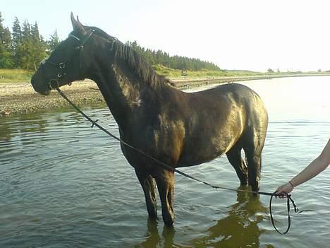 Dansk Varmblod La-Ina <3 død billede 15