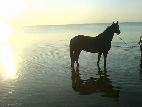 Dansk Varmblod La-Ina <3 død billede 16