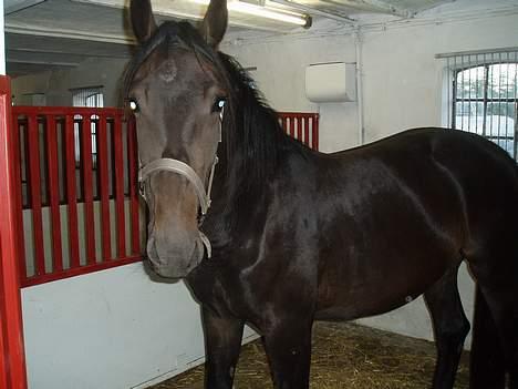 Oldenborg Lucky Joe  billede 2