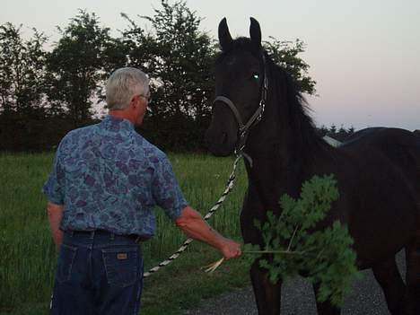 Oldenborg Lucky Joe  billede 3