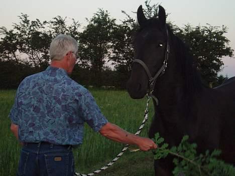 Oldenborg Lucky Joe  billede 4