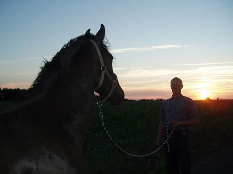 Oldenborg Lucky Joe  billede 5