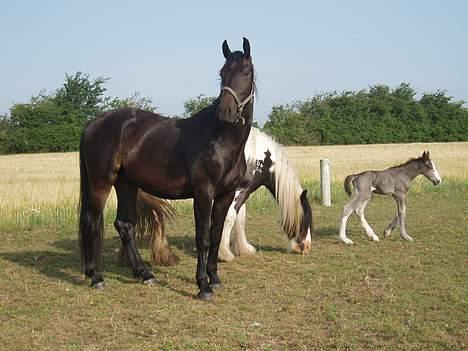 Oldenborg Lucky Joe  billede 6