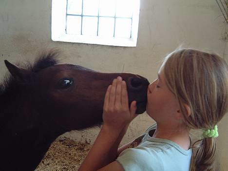 Welsh Pony af Cob-type (sec C) Chopins Gilbert  - Chopins Gilbert <3 billede 1