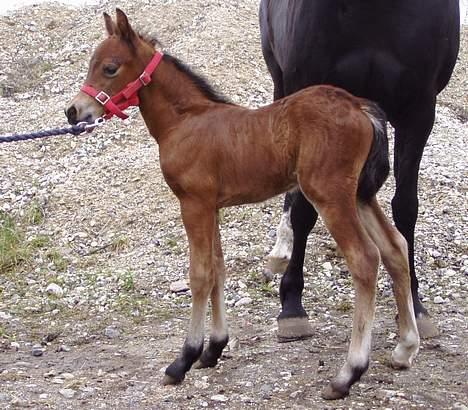 Welsh Pony af Cob-type (sec C) Chopins Gilbert  - 10 timer gammel <333 billede 2