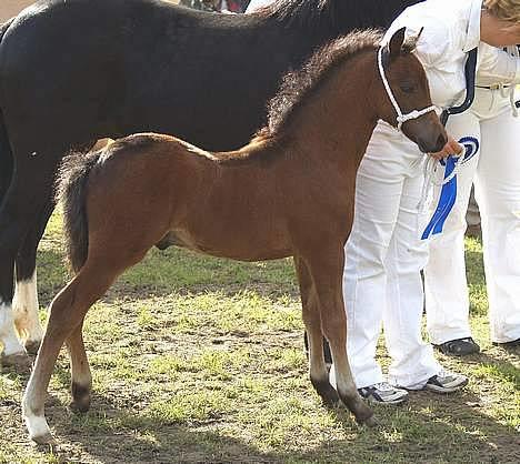 Welsh Pony af Cob-type (sec C) Chopins Gilbert  - i Roskilde, han blev nummer 2 ;) billede 3