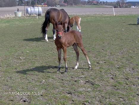 Welsh Pony af Cob-type (sec C) Chopins Gilbert  - Lille baby på fold med mor og stedfar ;) billede 4