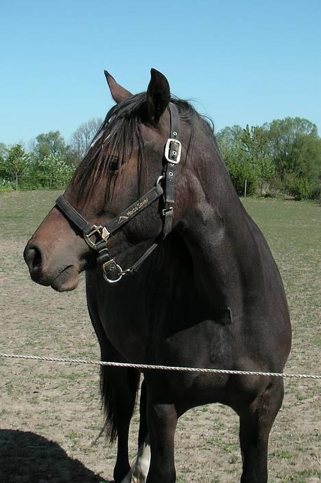 Welsh Cob (sec D) De Busies Bound for Glory - De Busies Bound for Glory, 2 år gammel billede 1