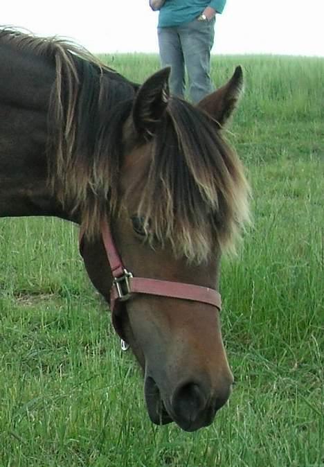 Welsh Cob (sec D) De Busies Bound for Glory - De første fire billeder er taget på Stutteri De Busie da vi er oppe og se Glory billede 2