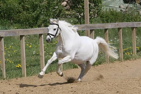 Welsh Pony af Cob-type (sec C) Ringo star  - "Se lige hvor hurtig jeg er , mit mellem navn er Lynet" haha han sys han er meget sej og hurtig :p billede 4