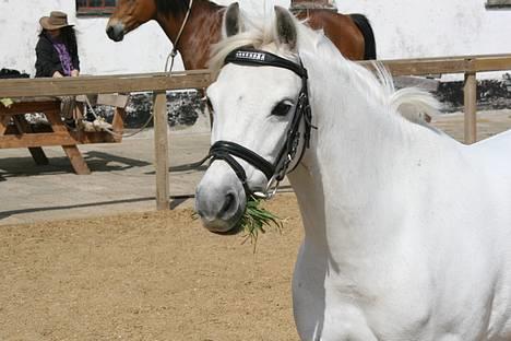 Welsh Pony af Cob-type (sec C) Ringo star  - Med græs i munden og det hele :s billede 5