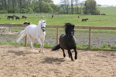 Welsh Pony af Cob-type (sec C) Ringo star  - Black and White., :D billede 6