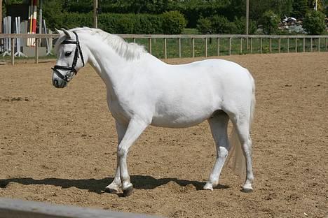 Welsh Pony af Cob-type (sec C) Ringo star  - Uhh det er farligt billede 8