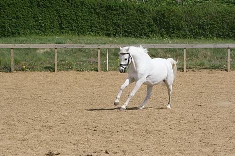 Welsh Pony af Cob-type (sec C) Ringo star  - "Se mig jeg er så fiin" billede 10