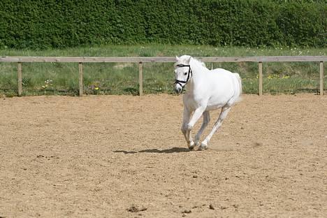 Welsh Pony af Cob-type (sec C) Ringo star  - Han Løber Igen., billede 11