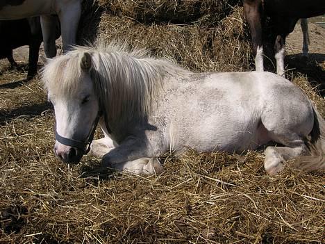 Shetlænder Klakkebjergs Onslow R.I.P - min lille basse, ligge og tager sig en eftermiddigs lur.. <3<3 billede 1