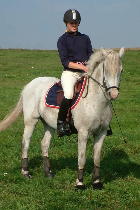 Tysk Sportspony Shadow 79 {Solgt}  - Shadow 79 <3 billede 20