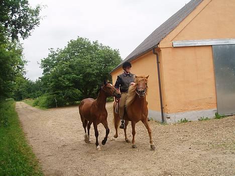 Islænder Pjakkur f. Spåndlundgård. - Pjakkur og mig med håndhest, en 1½ års welsh cob hingst. billede 19