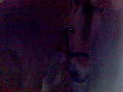 Fjordhest zita - ved godt det er ligt mørkt men det er så sødt billede 8