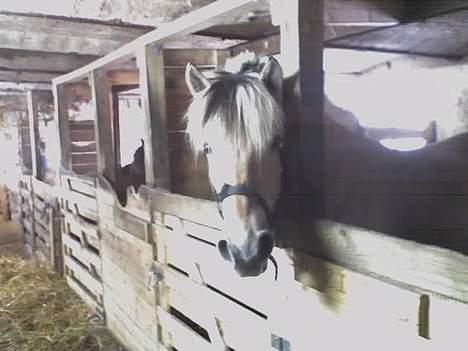 Fjordhest zita billede 9