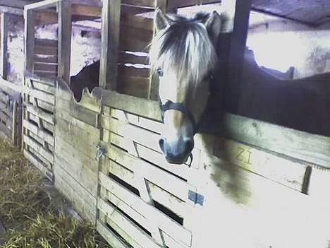 Fjordhest zita billede 10