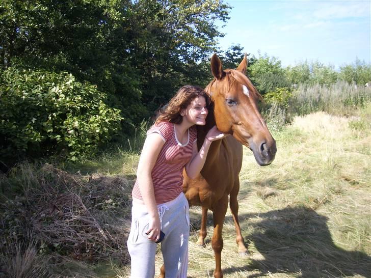 Arabisk fuldblod (OX) Splint - 2007 billede 8