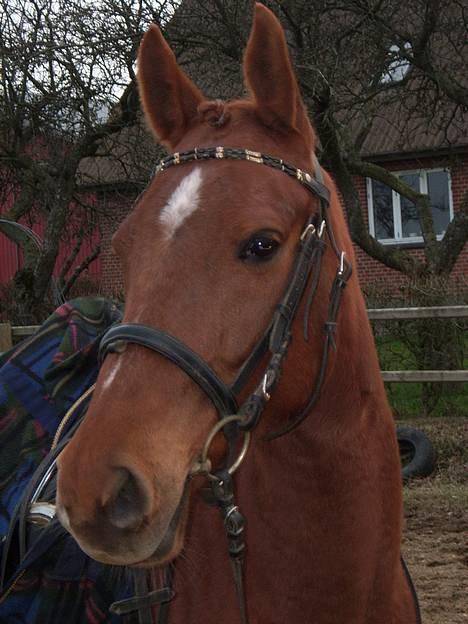 Arabisk fuldblod (OX) Splint billede 10