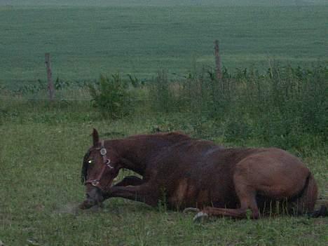 Arabisk fuldblod (OX) Splint billede 11