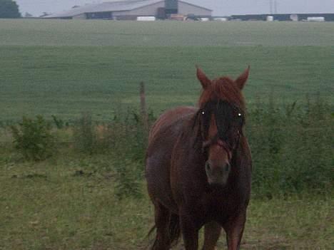 Arabisk fuldblod (OX) Splint billede 12