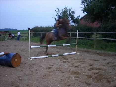 Arabisk fuldblod (OX) Splint - 2006 billede 13