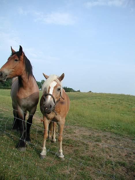 Haflinger Kimi - Kimi og hendes veninde Dorte (: billede 7