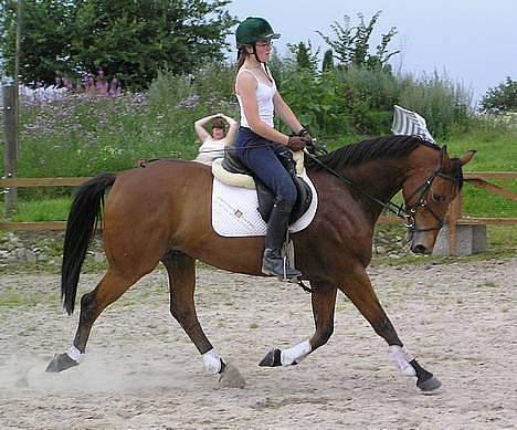 Dansk Varmblod Toftegårds Didier Blaine - Træner dressur sommeren 2004 billede 19