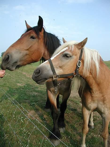 Haflinger Kimi billede 9