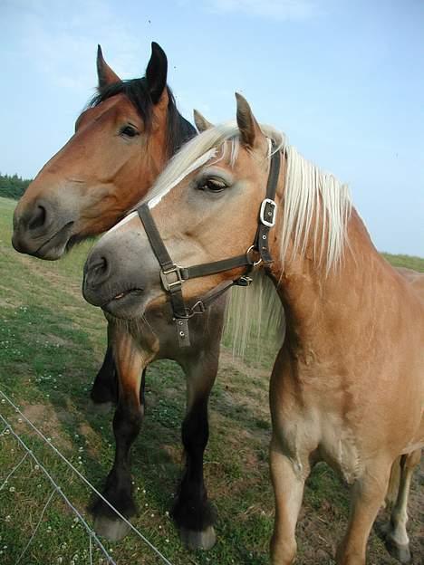 Haflinger Kimi billede 10