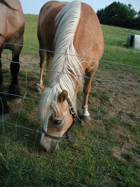 Haflinger Kimi billede 11