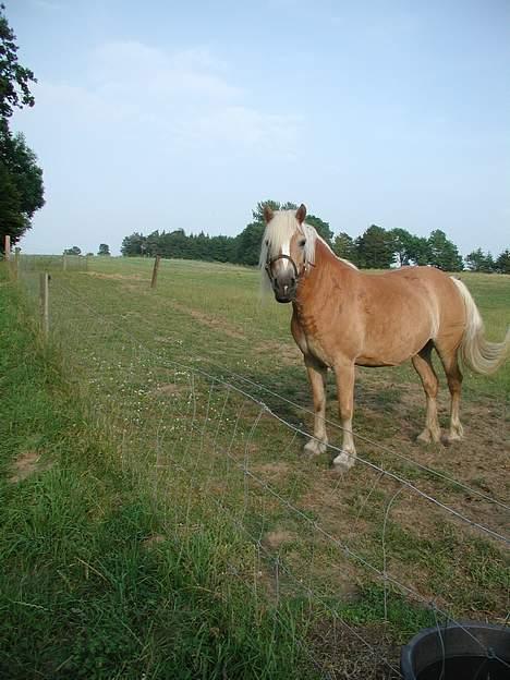 Haflinger Kimi billede 12