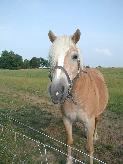 Haflinger Kimi billede 13