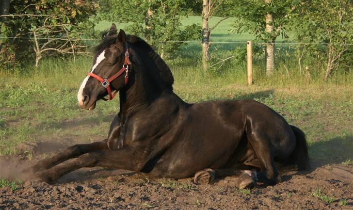 Oldenborg April's Nar     *Plysser* - Støvbad er godt.... især når man lige er blevet skyllet med vand, så hænger støvet rigtig godt fast. billede 3