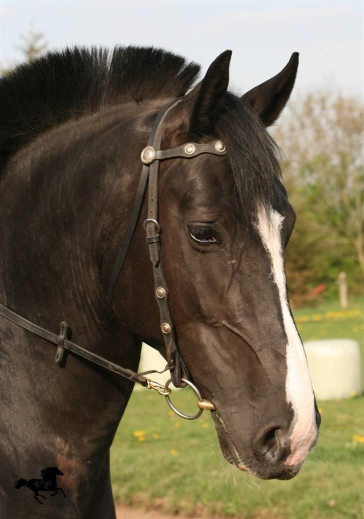 Oldenborg April's Nar     *Plysser* - Elsker lillepigens smukke hoved, og westerntrensen gør hende bestemt ikke grimmere.. billede 7