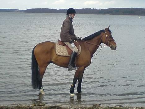 Dansk Varmblod Birkely's Orion *DØD* billede 7