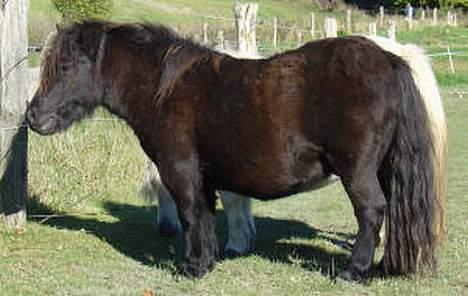 Shetlænder Spilop billede 1