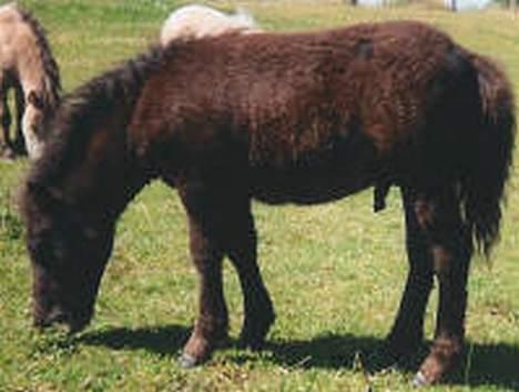 Shetlænder Spilop billede 2