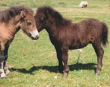 Shetlænder Spilop billede 3
