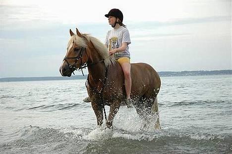 Haflinger Herkules - Sommeren 2004, første gang i vendet. <3 billede 16