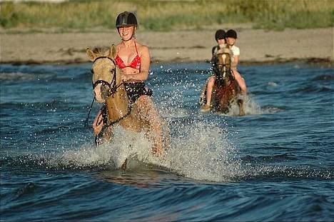 Haflinger Herkules - Badetur 2005 billede 18