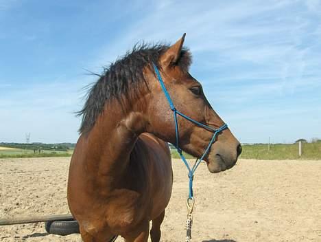 New Forest Egholms Mayo billede 7